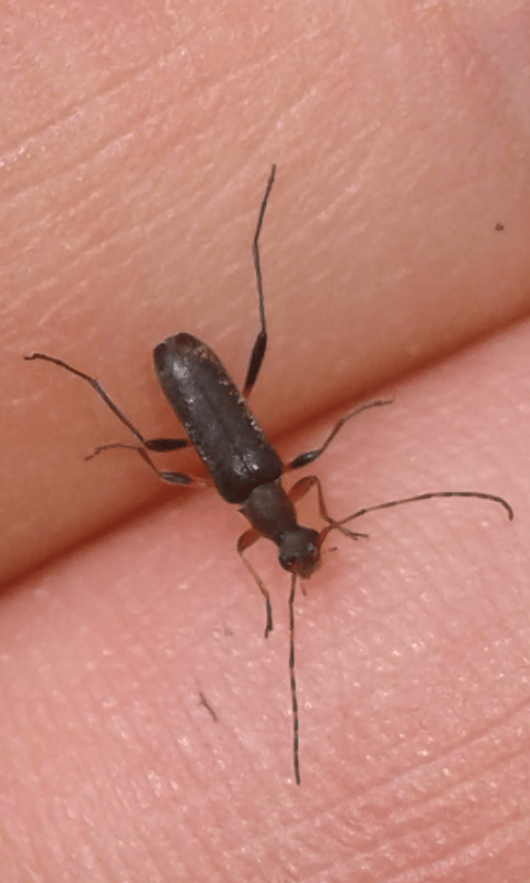 Cerambycidae: Grammoptera ruficornis